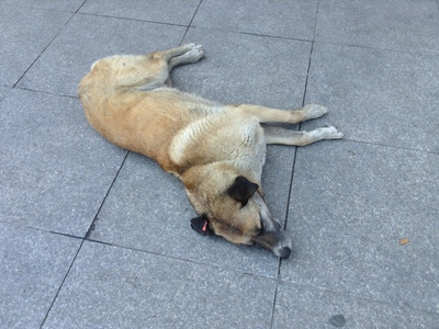 Москвичка убила собаку, сбросив её с балкона