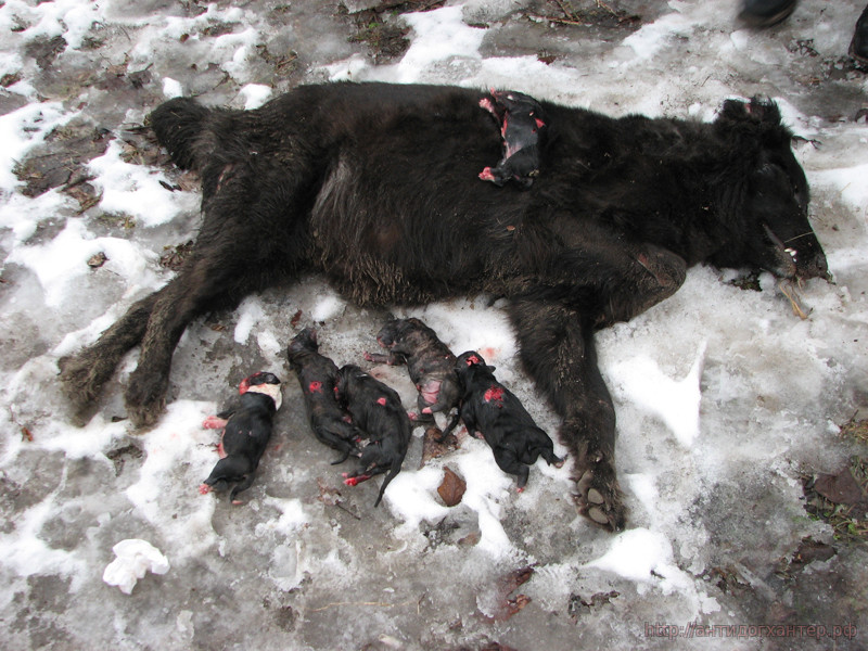 собака со щенками убитая догхантерами