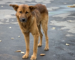 Кто ответит за смерть собак на Мехзаводе?