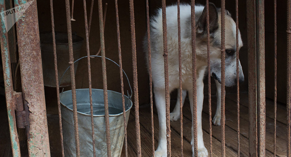 Надоела безнаказанность в Казахстане требуют защитить животных