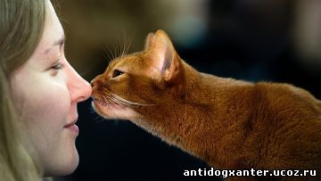 Нос к носу с кошкой
