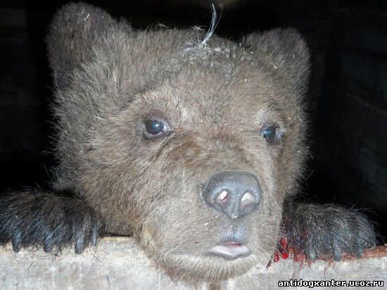 Питерские волонтеры вызволили медвежонка из притравочной станции