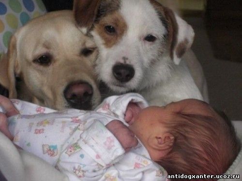 Специалисты из США выяснили, что присутствие в семье четвероногого друга, а именно собаки, снижает риск аллергии и астмы у детей.