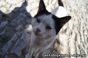 Самарские защитники животных подписали петицию против отлова кошек