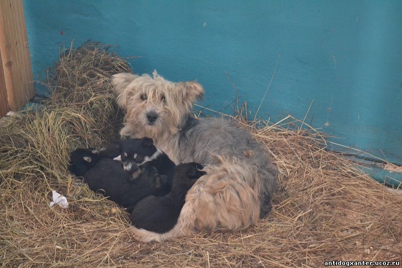 Собака на сене с щенками