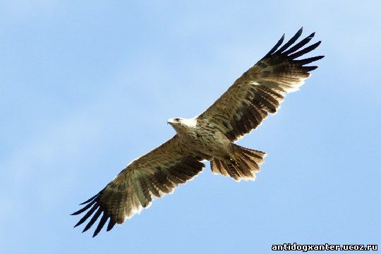 Солнечный орел погиб в передвижном зоопарке