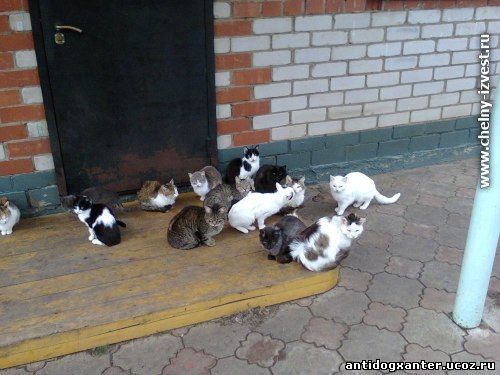В частном доме у челнинки Ильмиры Мингазовой проживает 60 кошек