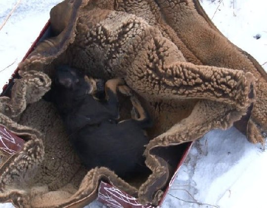 В частном приюте для животных в Чите обнаружено более 20 трупов освежеванных собак