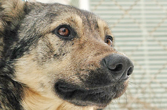 Собака спасла женщину и ребенка от убийства в Вологде