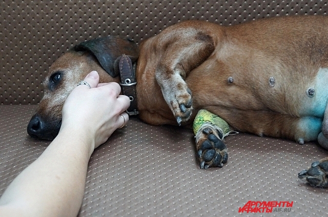 Лола пока даёт себя погладить только ветеринарам. Фото: АиФ-Самара / Ксения Железнова