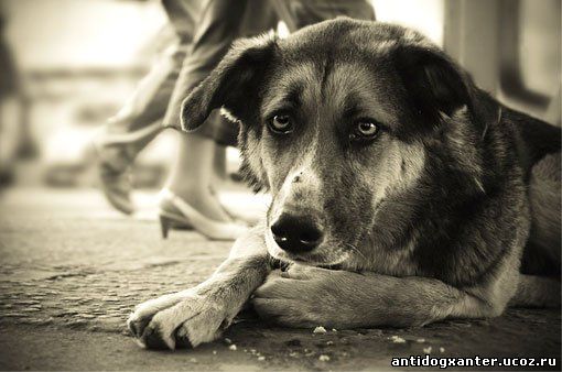 Отлавливать бесхозных собак в Барнауле будет новый подрядчик