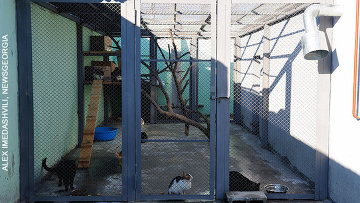 Тбилисский приют для бродячих собак и кошек осмотрели защитники животных