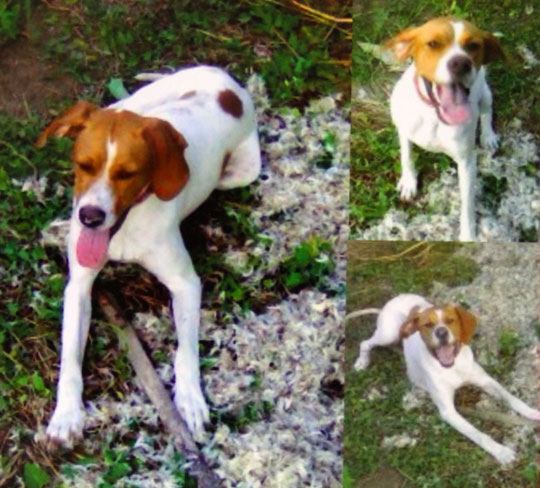 пропала собака (cука 3 года) породы пойнтер (красно-пегая) на белом фоне рыжие пятна по кличке Гера.