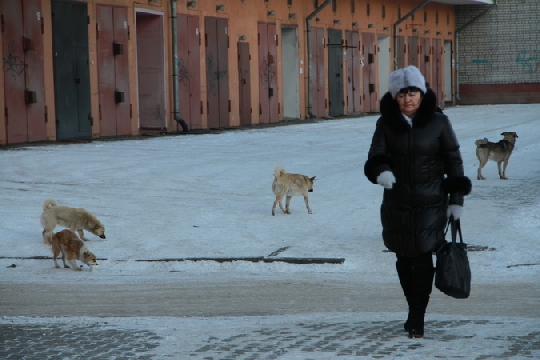 Содержание бездомной собаки обойдется амурским властям в 4000 рублей в месяц