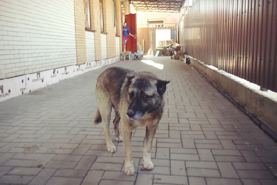 Собачья верность: три года этот пес преданно и беззаветно сторожит бывший хозяйский дом. Фото: Елена Михеева/РГ