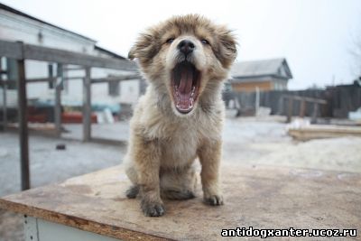 Собак и кошек в Приамурье начнут чипировать с первого января