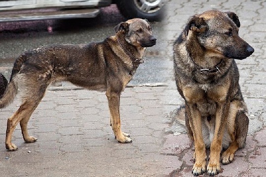В Подмосковье убили пса, который почти два года ждал хозяина на остановке