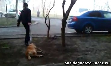 Жительница столицы сняла на камеру мобильного телефона кадры убийства собак средь бела дня в одном из жилых районов Кишинева.