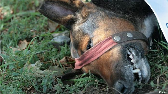 Зоозащитники сообщают о еще одном случае живодерства: в Минске найдена собака со вспоротым животом