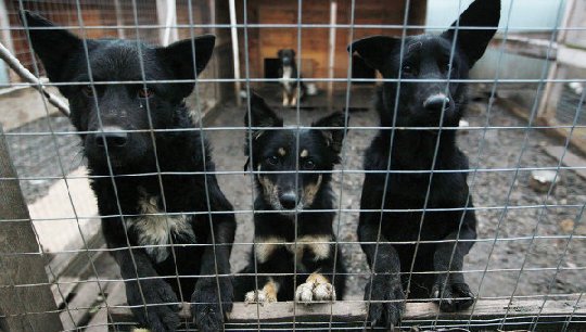 Полиция задержала догхантера, травившего собак во Владивостоке