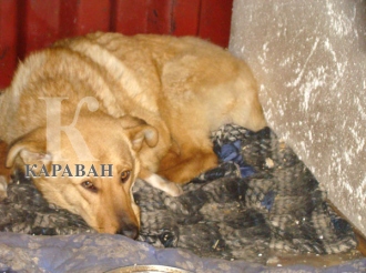 Невероятный случай: на жителя города Каскелена Алматинской области возбуждено уголовное дело по подозрению в жестоком обращении с животными.