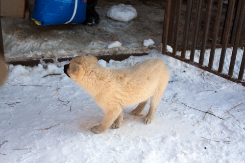 На Сахалине появился новый питомник для животных