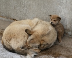 В Тольятти отловят более 1,2 тысячи бродячих собак, умерщвлять будут больных бешенством или другими заразными болезнями.