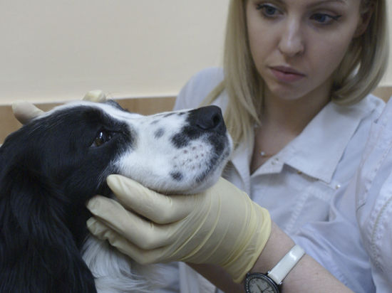 Фонд «Потеряшки» получил грант и открыл ветеринарный кабинет для бездомных животных