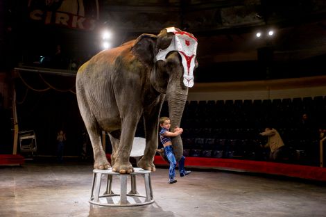 Защитники животных обратились к Рижскому цирку с призывом незамедлительно прекратить сотрудничество с известным дрессировщиком Ларсом Хольше