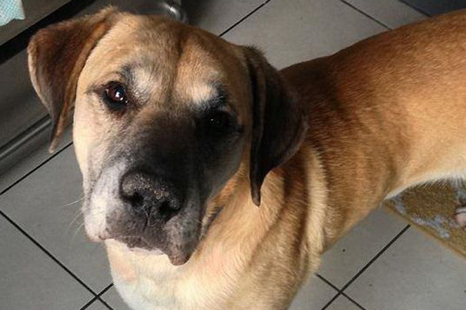 Шестилетний пес по кличке Поркчоп попал в один из приютов для животных в Чикаго.jpg