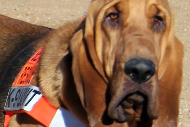 Собака-спасатель по имени Па Кэттл стала мэром американского города Дивайд, штат Колорадо