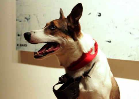Город для собак: с какими проблемами сталкиваются владельцы животных