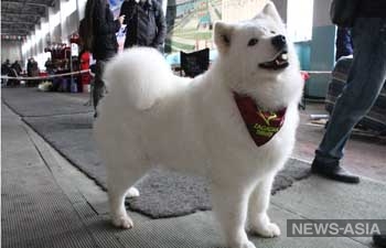 В России остро стоит проблема с догхантерами, отметили на международная выставка собак в Бишкеке