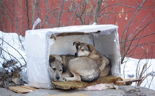 В Ленинском районе Тулы будет построен приют для бездомных животных за 54 миллиона рублей