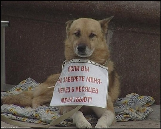 Власти Горловки наконец-то займутся решением вопроса бездомных собак