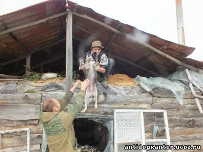 Спасатель собак из затопленных сел Приамурья или история о настоящем человеке - фото 3